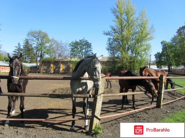 Дубровский конезавод Великого князя Романова реальные отзывы