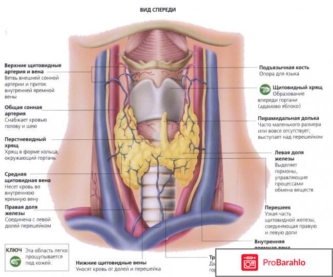 Щитовидная железа: симптомы заболевания у женщин 
