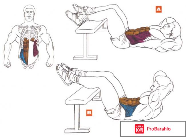 Анатомия пресса и лучшие упражнения отрицательные отзывы