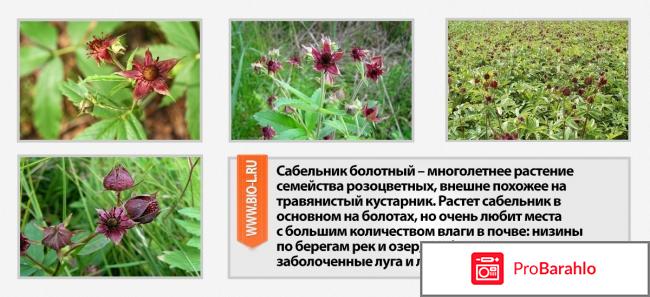 Сабельник настойка для суставов эвалар отзывы обман