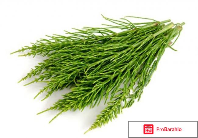 Хвощ полевой отрицательные отзывы