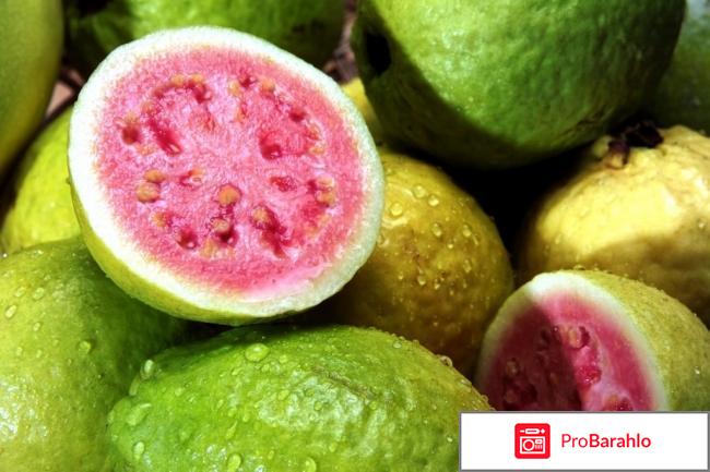 Гуава – фрукт теплых стран: состав и полезные свойства обман