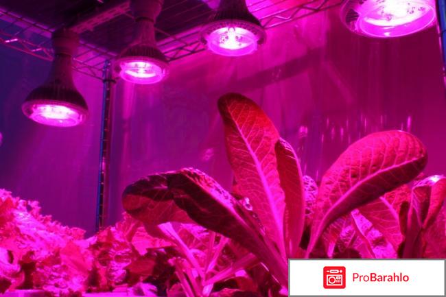 Светодиодные лампы отзывы 