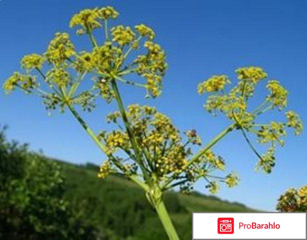 Tribetox от повышенного холестерина: цена, отзывы отрицательные отзывы