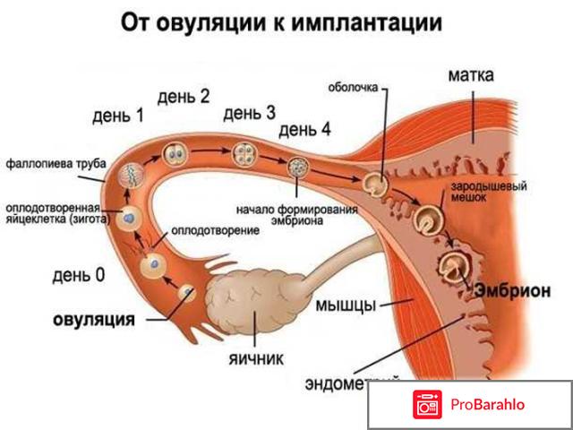 Что такое овуляция отрицательные отзывы