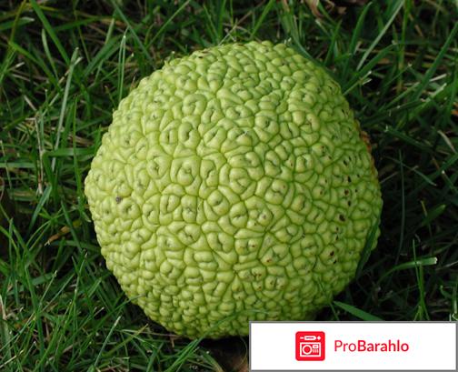 Адамово яблоко отрицательные отзывы