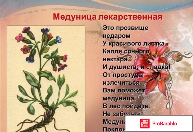 Медуница реальные отзывы