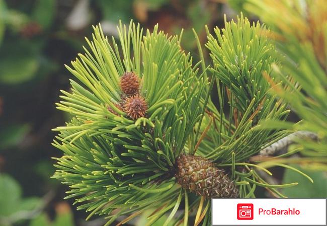 Аргодерм (Argoderm) от грибка обман