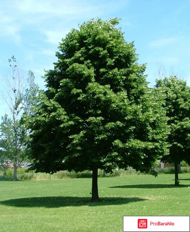 Липу мелколистную отрицательные отзывы