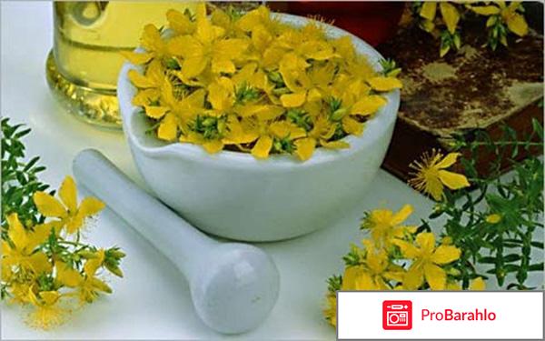 Зверобой обман