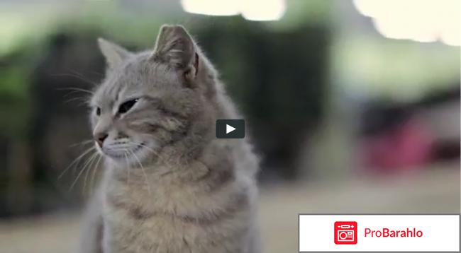 Город кошек реальные отзывы