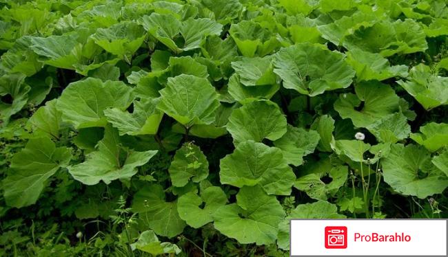 Народные средства от выпадения волос отзывы реальные отзывы