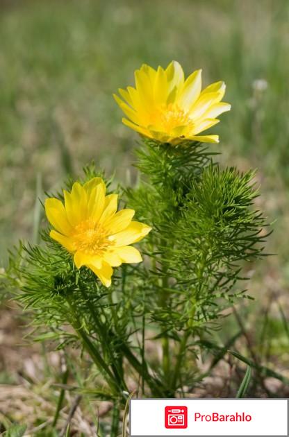 Лечебные свойства горицвета весеннего (адониса) обман