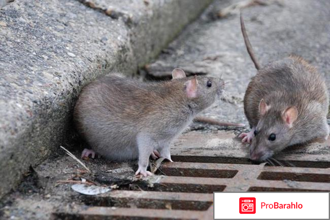 Домовая мышь и крысы - представители семейства Мышиных отрицательные отзывы