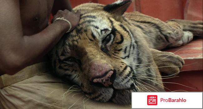 Пи фильм отзывы обман