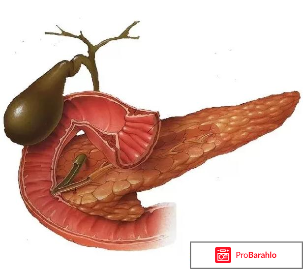 Поджелудочная железа симптомы заболевания реальные отзывы