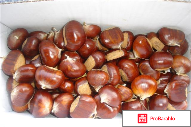 Каштан съедобный 