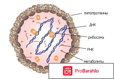 Микоплазма у женщин отзывы отрицательные отзывы