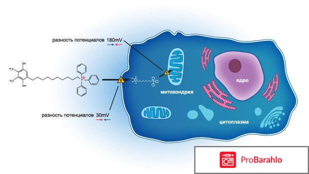 Капли для глаз скулачёва 