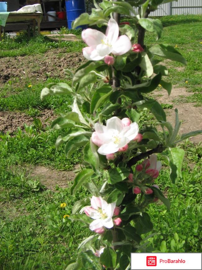 Яблоня колоновидная 