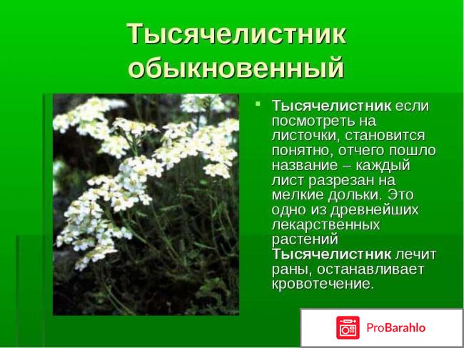 Тысячелистник лечебные свойства и противопоказания отрицательные отзывы