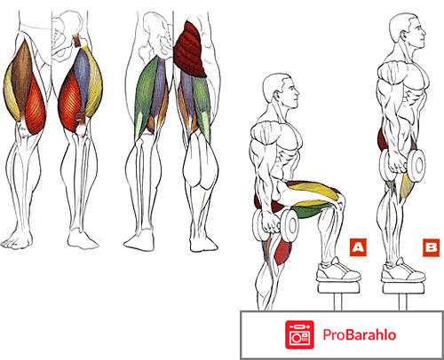 Сгибание ног в тренажере лежа: техника выполнения обман