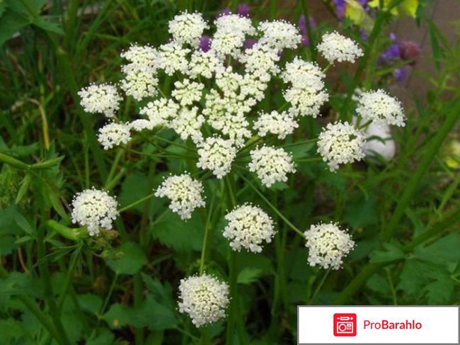 Целебные свойства, применение и противопоказания аниса 