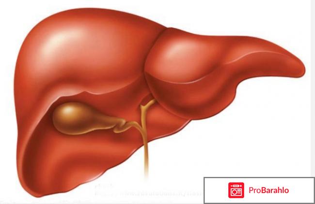 Печеночный сбор для очистки печени: состав трав, где отрицательные отзывы