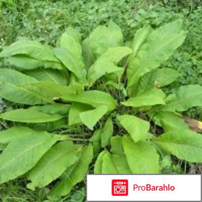 Девясил лечебные свойства и противопоказания обман