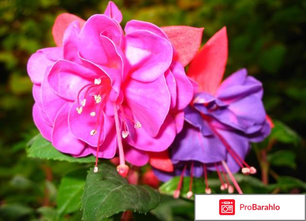 Уход за фуксией и выращивание дома обман