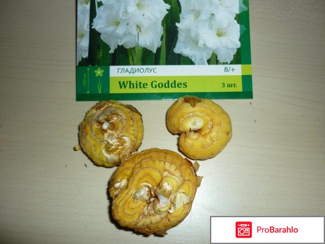 Гладиолусы сорта 