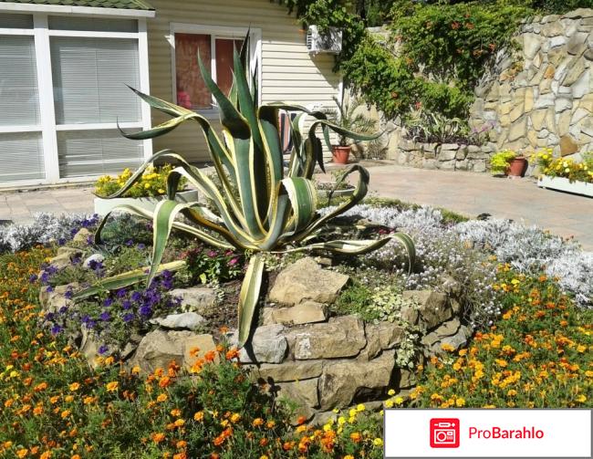 Отдых в шепси отзывы владельцев