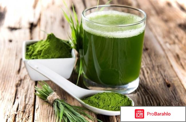 Витграсс отзывы реальных людей обман