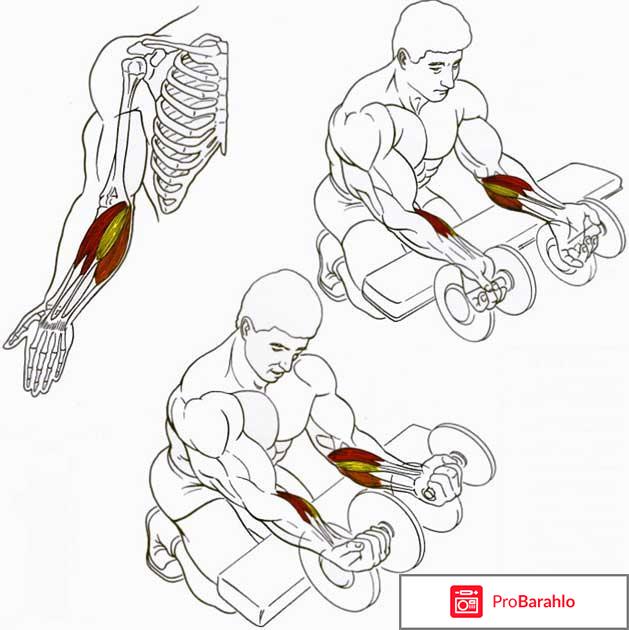 Как увеличить объем рук: программа упражнений на бицепс обман