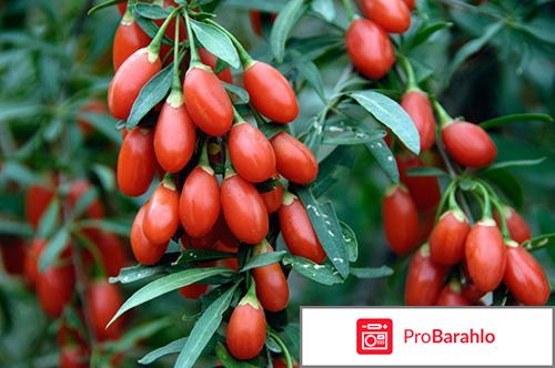 Ягоды годжи полезные свойства 