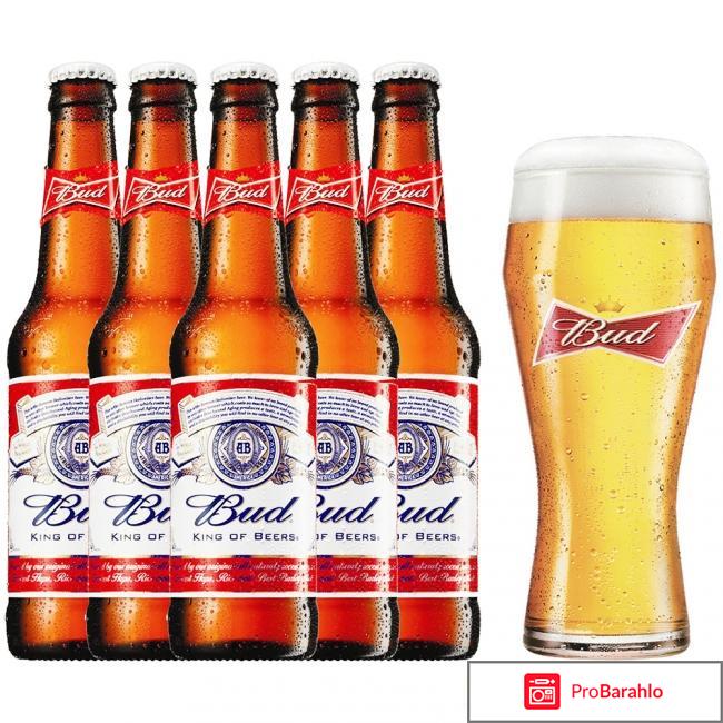 Пиво бад отзывы отзывы владельцев