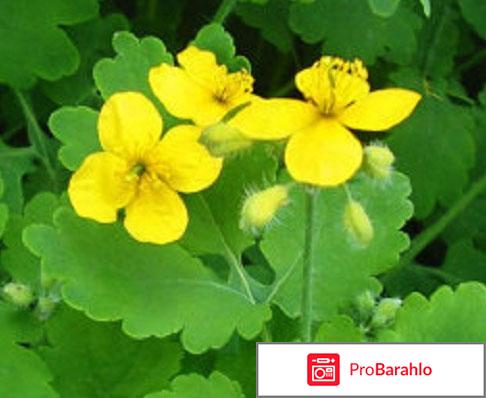 Горный чистотел 