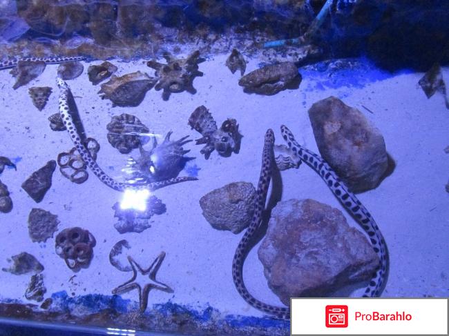 Большой аквариум Хургады - Hurghada Grand Aquarium отрицательные отзывы