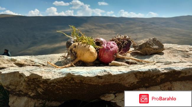 Мака перуанская для мужчин отзывы покупателей обман