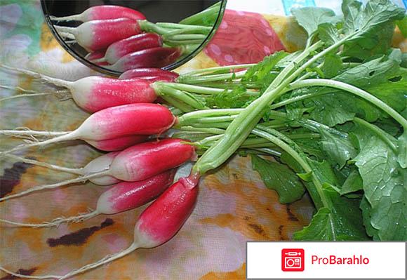 Лучшие семена редиса отрицательные отзывы