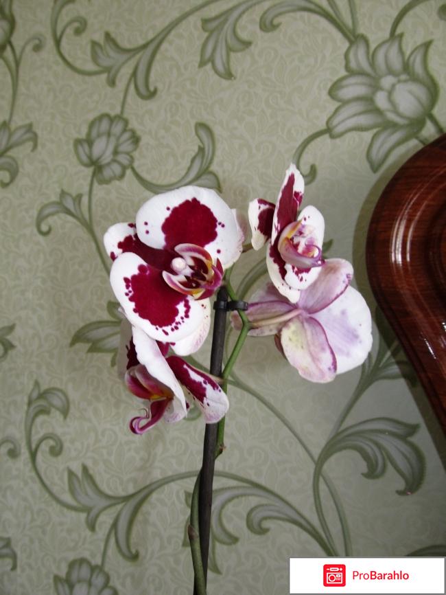 Орхидея цена обман