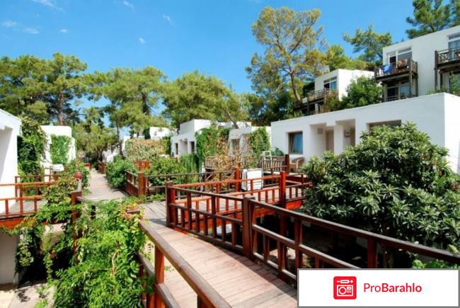 Фазелис клаб кемер 