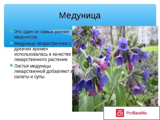 Медуница отрицательные отзывы