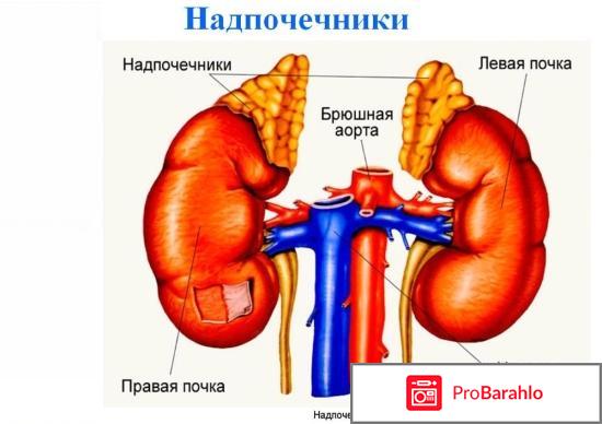 Узи надпочечников что показывает обман