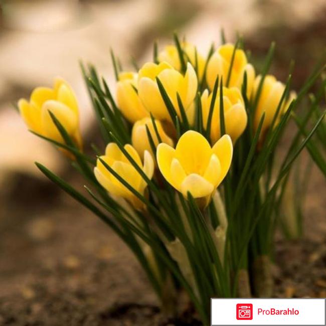 Цветы шафрана фото фото