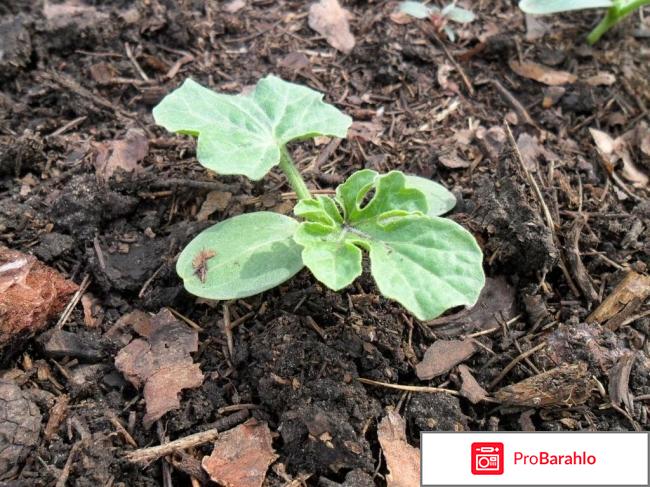 Выращивание арбузов в открытом грунте и уход. Видео отрицательные отзывы