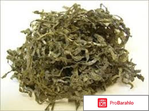 Сушеные водоросли ламинарию отзывы владельцев