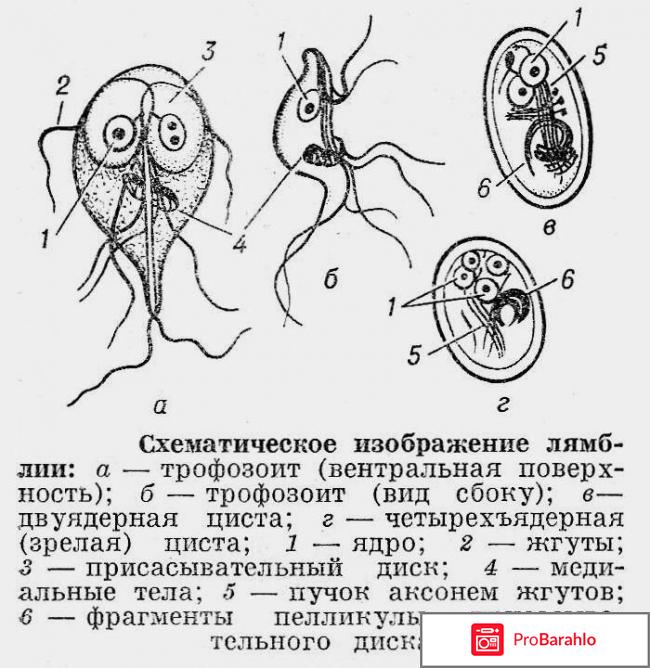 Лямблиоз лечение схемы 