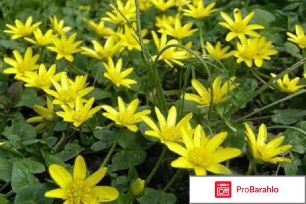 Мазь жабий камень что лечит цена отзывы обман