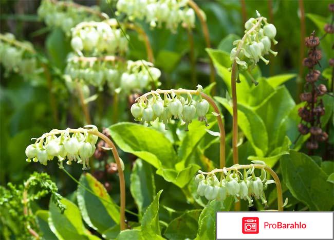 Боровая матка отзывы врачей 